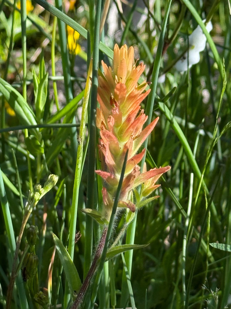 Castilleja gracillima photo 7