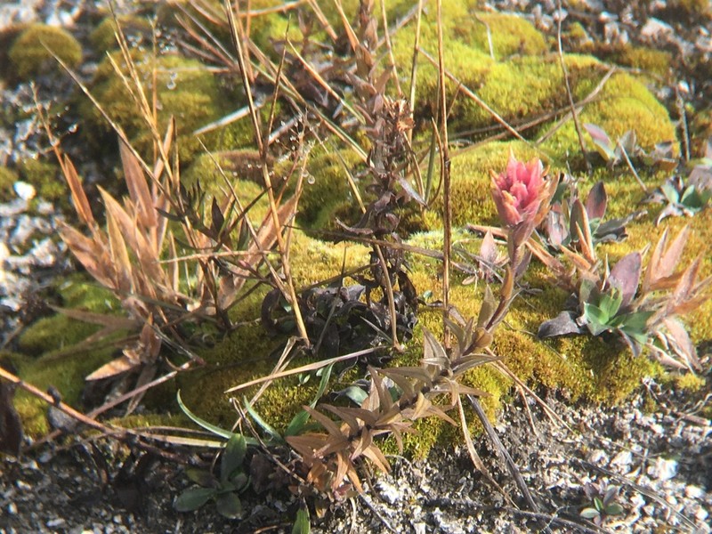 Castilleja gracillima photo 8