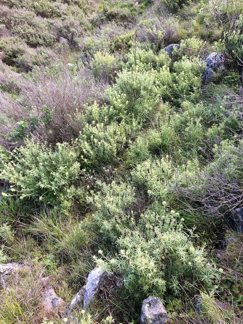 San Clemente Island Indian Paintbrush