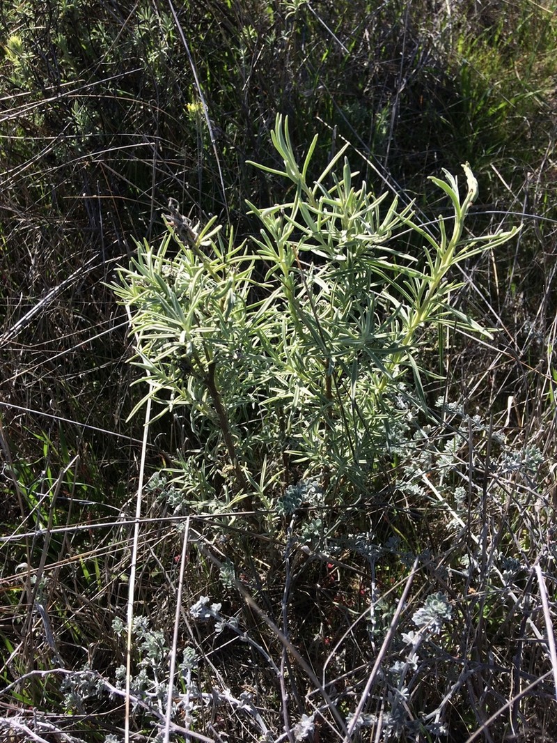 San Clemente Island Indian Paintbrush photo 2