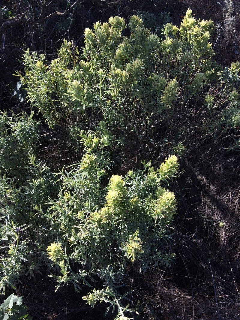 San Clemente Island Indian Paintbrush photo 3