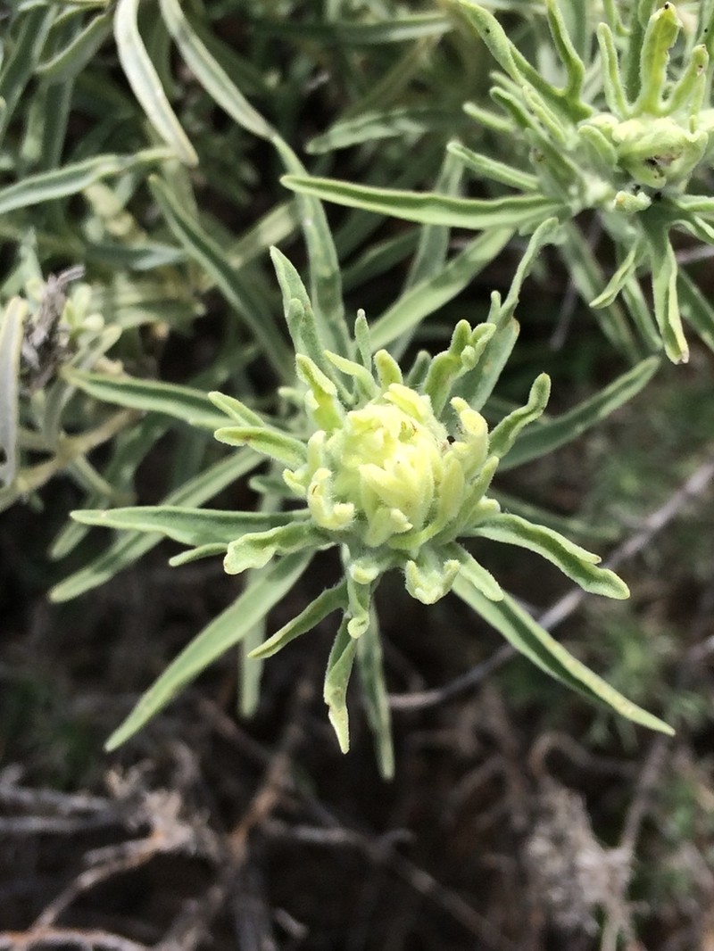 San Clemente Island Indian Paintbrush photo 4