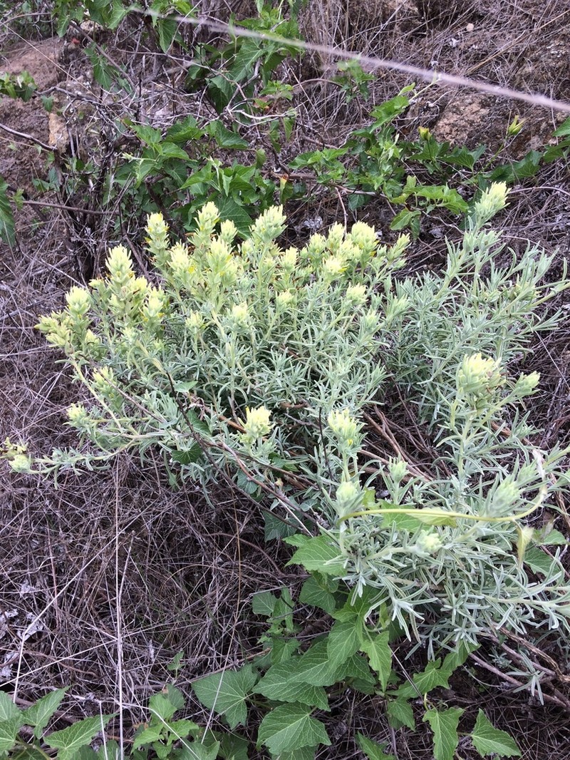 San Clemente Island Indian Paintbrush photo 5
