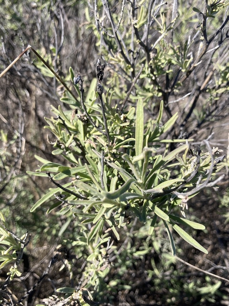 San Clemente Island Indian Paintbrush photo 6