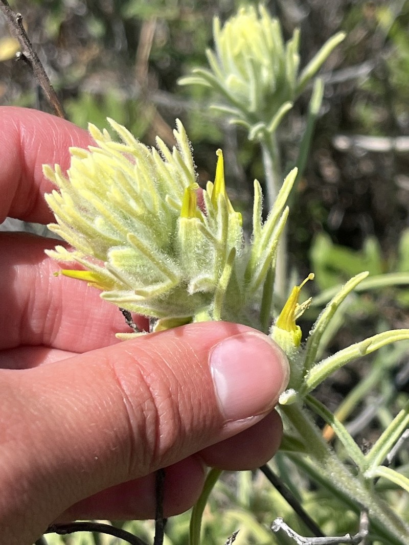 San Clemente Island Indian Paintbrush photo 7