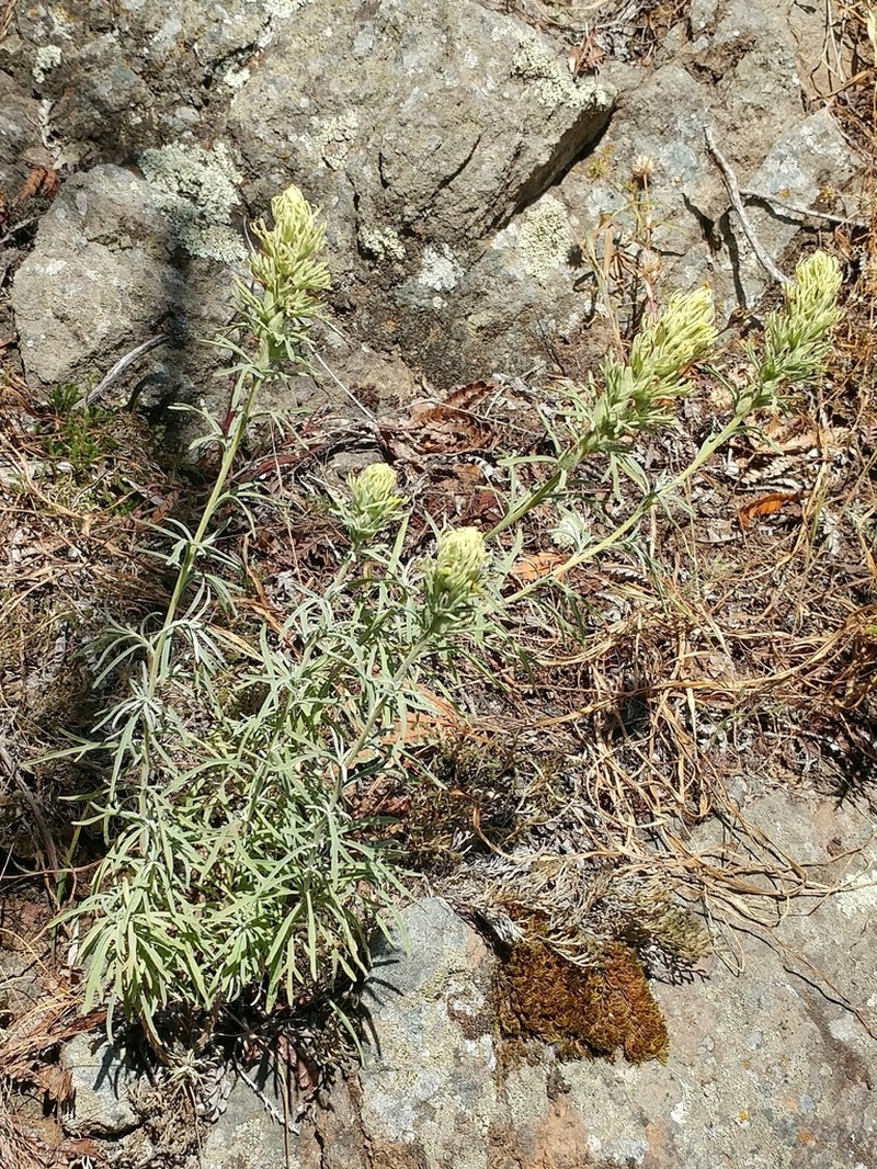 San Clemente Island Indian Paintbrush photo 8