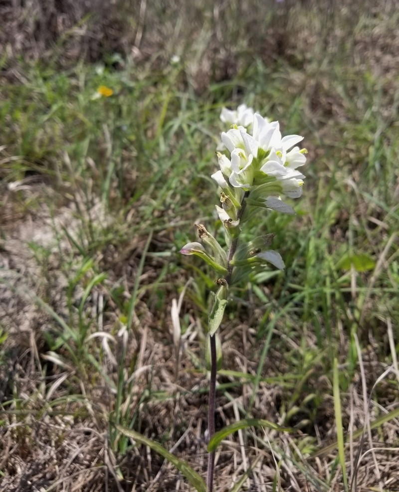 Castilleja halophila photo 3