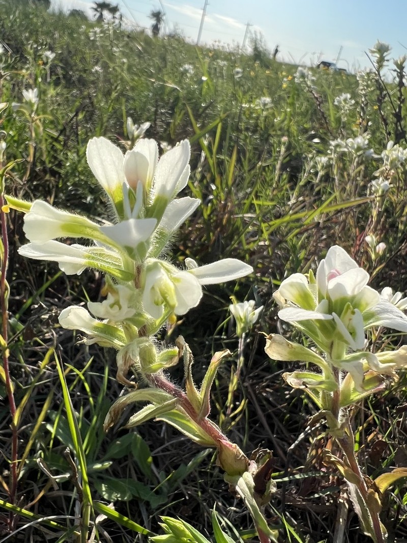 Castilleja halophila photo 4