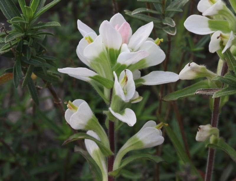 Castilleja halophila photo 5