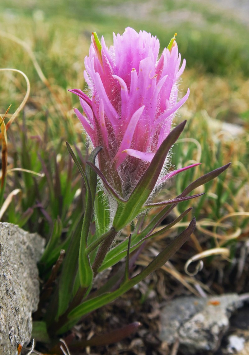 Hayden's Indian Paintbrush