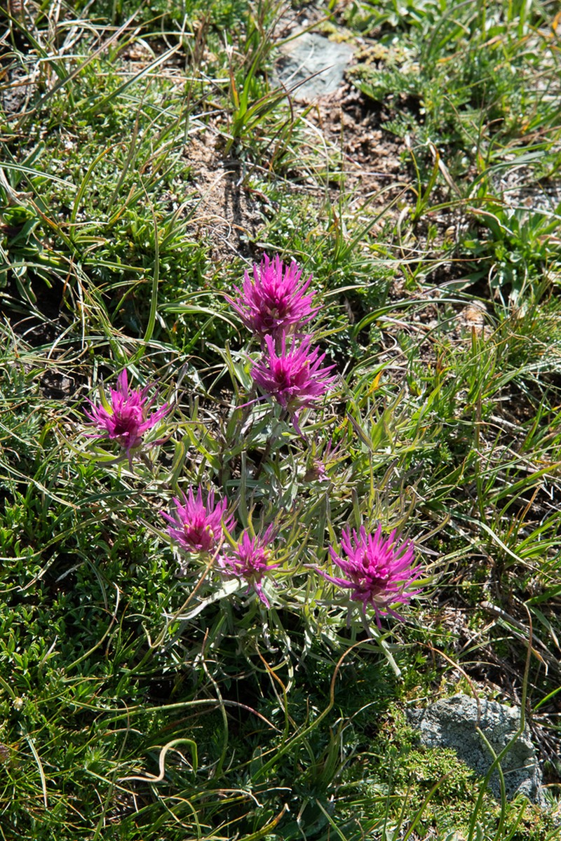Hayden's Indian Paintbrush photo 2