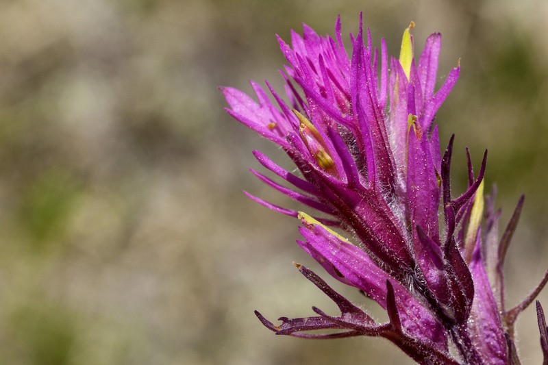 Hayden's Indian Paintbrush photo 3