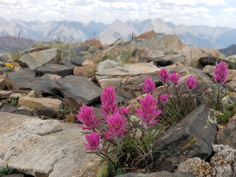 Hayden's Indian Paintbrush photo 4