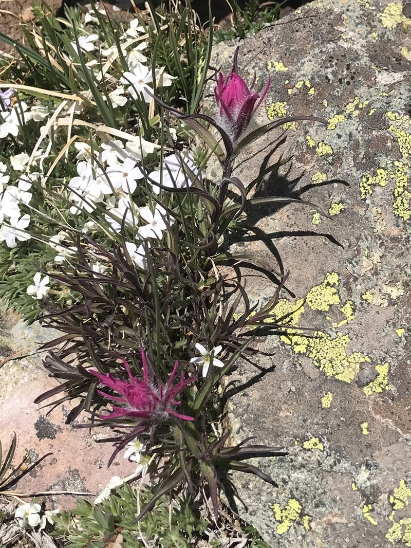 Hayden's Indian Paintbrush photo 5