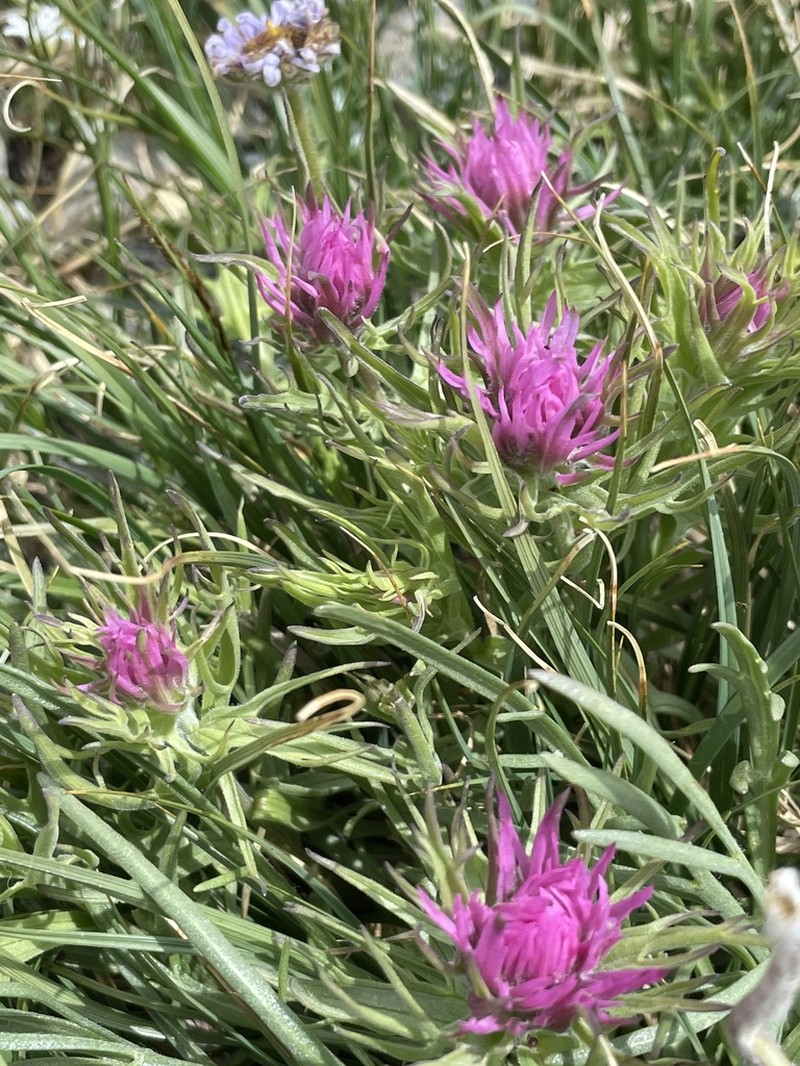 Hayden's Indian Paintbrush photo 6
