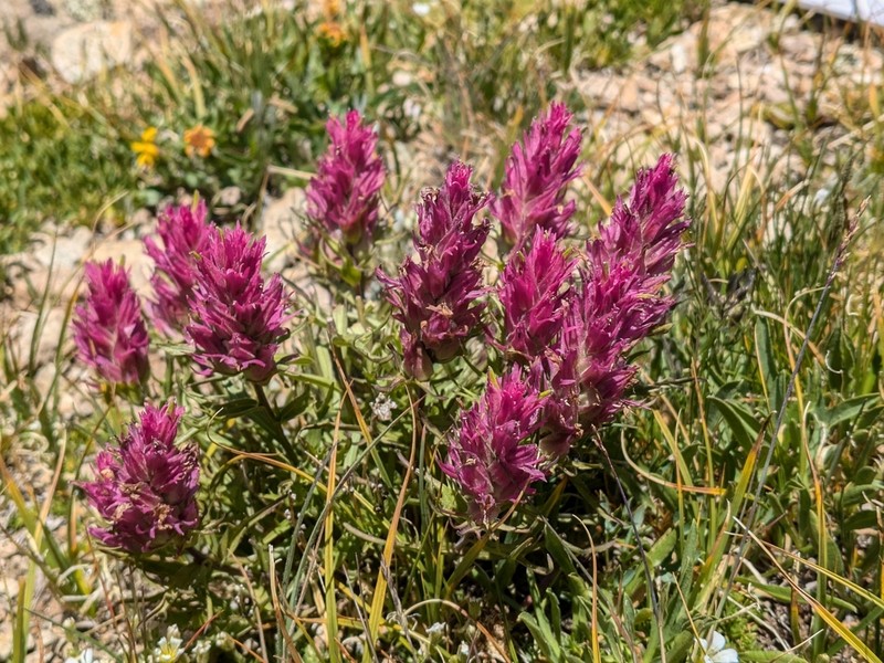 Hayden's Indian Paintbrush photo 7