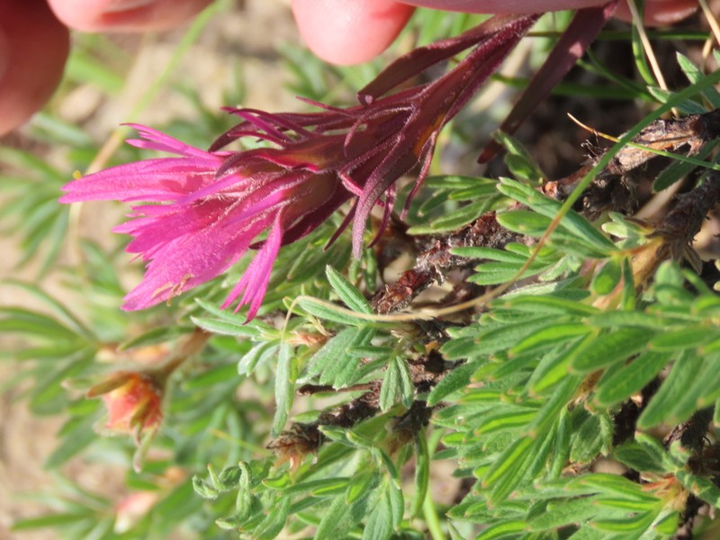 Hayden's Indian Paintbrush photo 8
