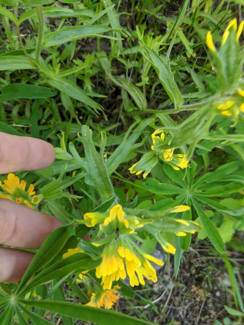 Harsh Indian Paintbrush