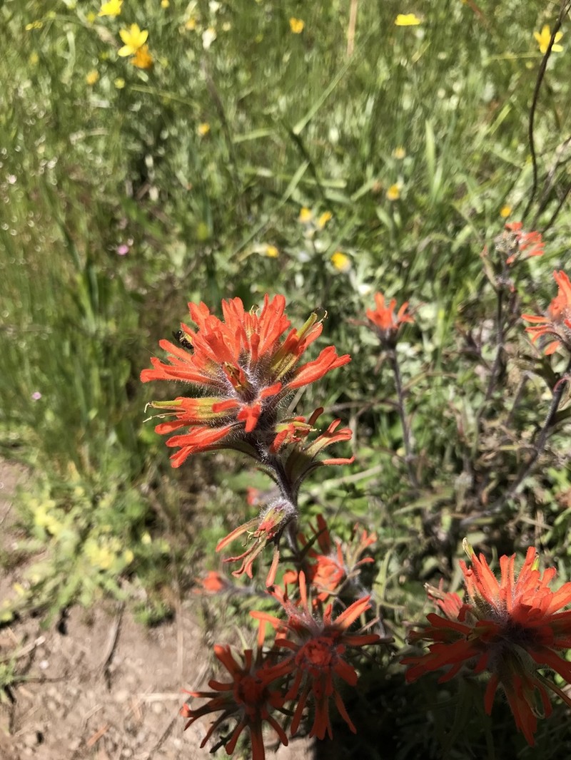 Harsh Indian Paintbrush photo 2