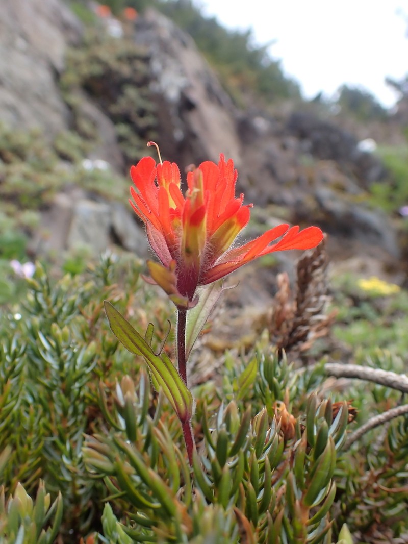 Harsh Indian Paintbrush photo 3