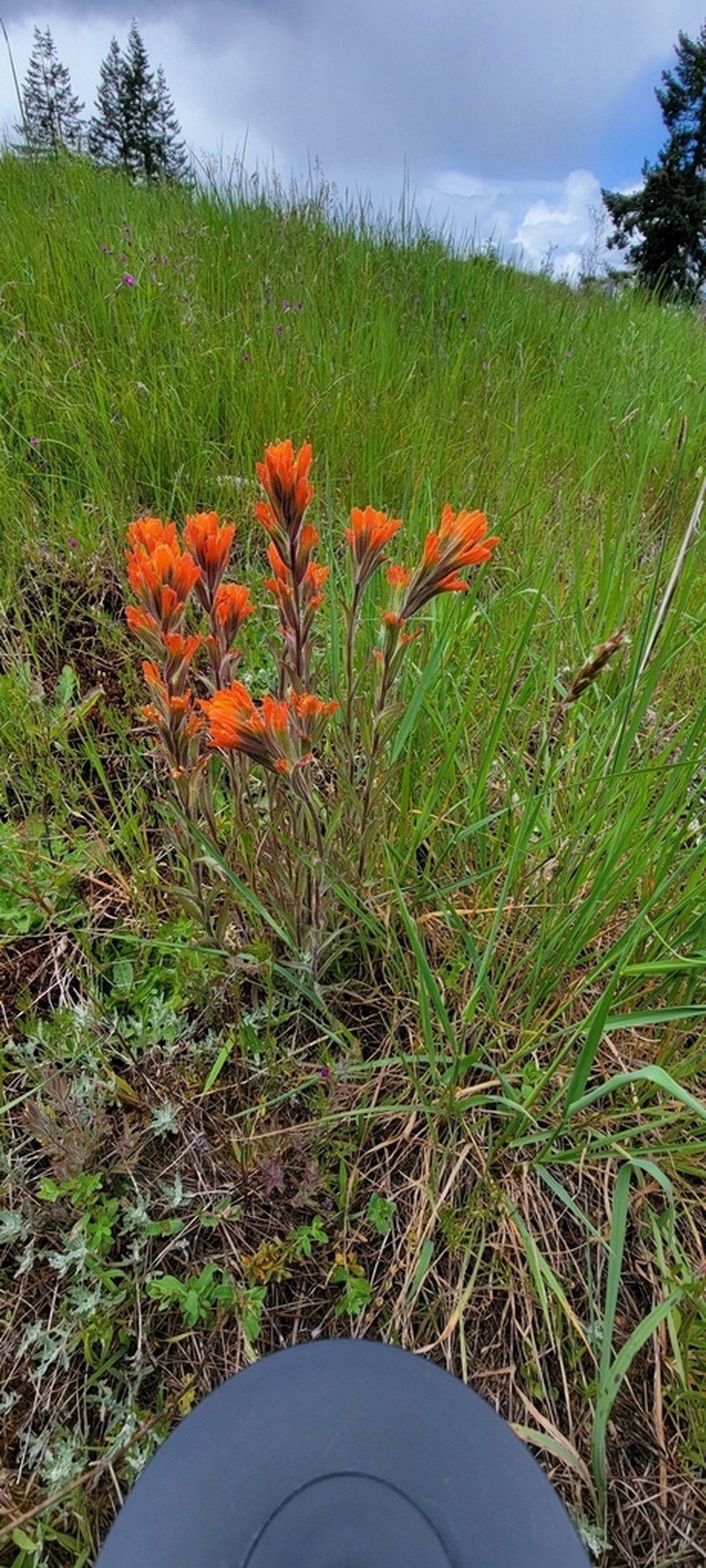 Harsh Indian Paintbrush photo 4