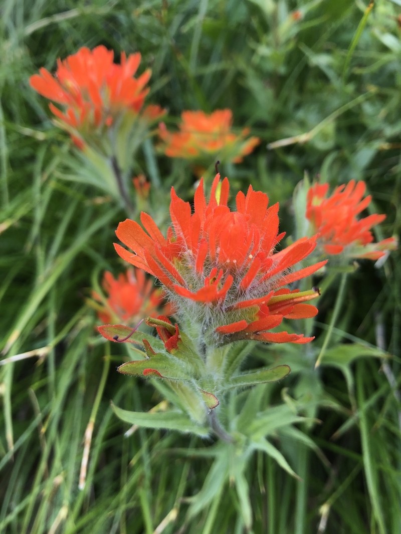 Harsh Indian Paintbrush photo 5