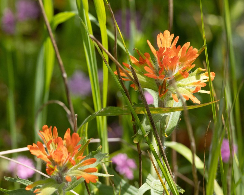 Harsh Indian Paintbrush photo 6
