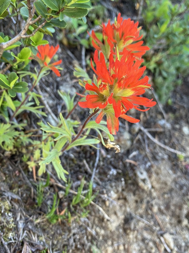 Harsh Indian Paintbrush photo 7