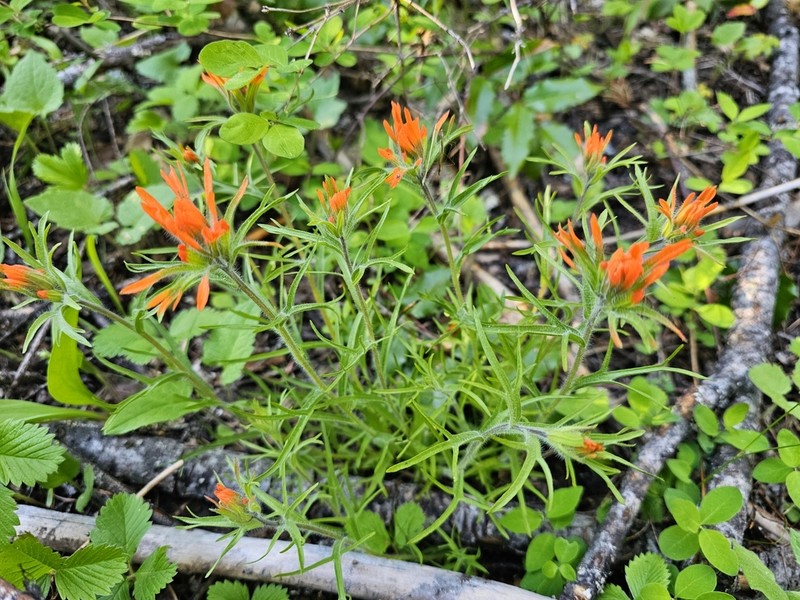 Harsh Indian Paintbrush photo 8