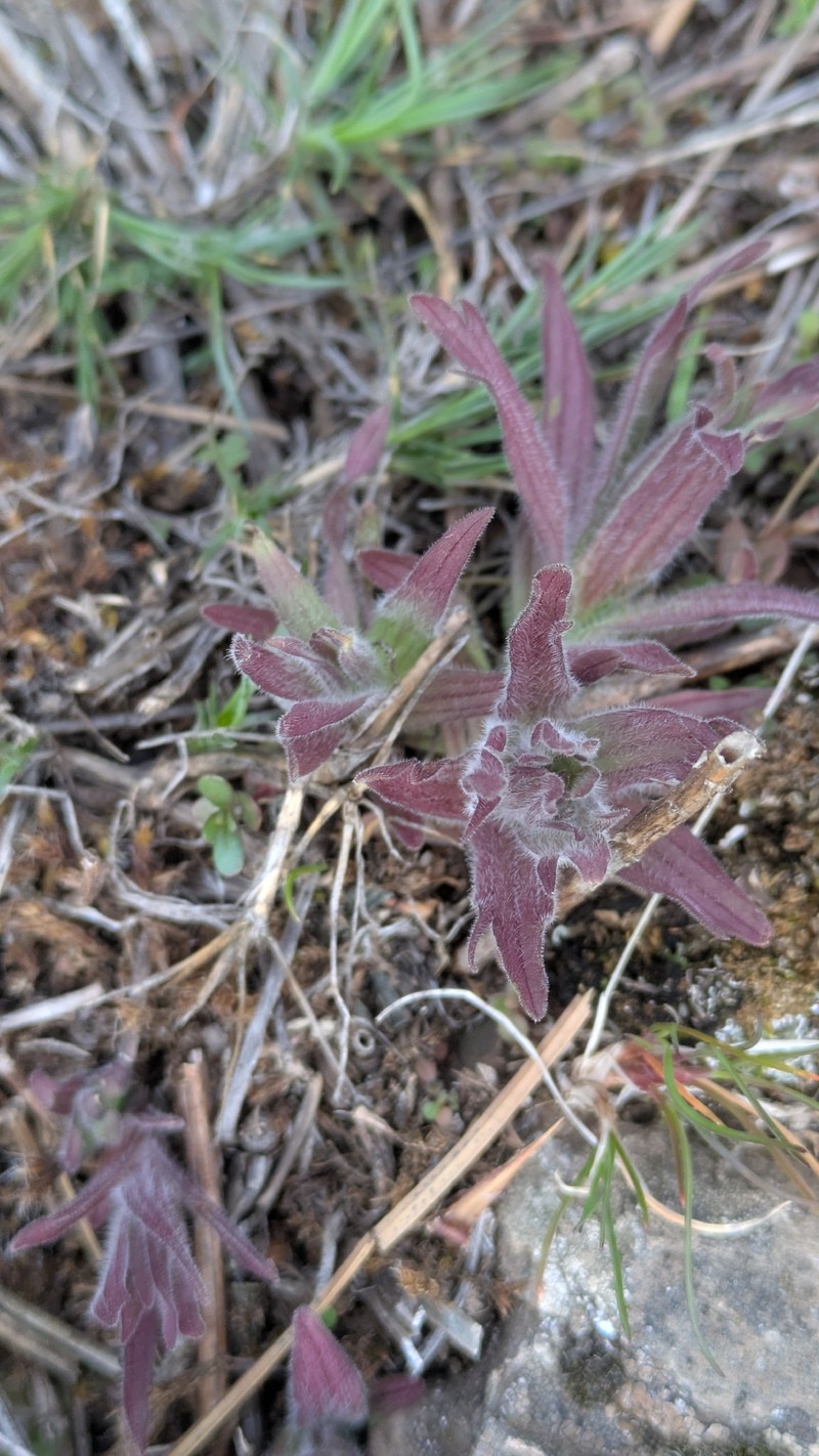 Castilleja hispida var. acuta