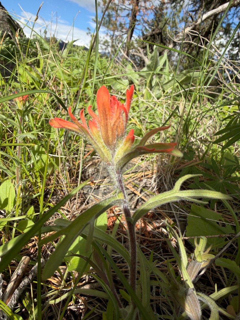 Castilleja hispida var. acuta photo 2