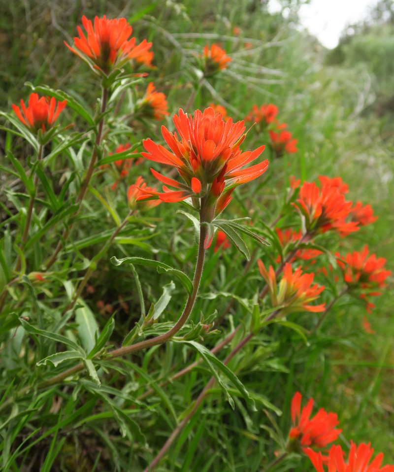 Castilleja hispida var. acuta photo 3