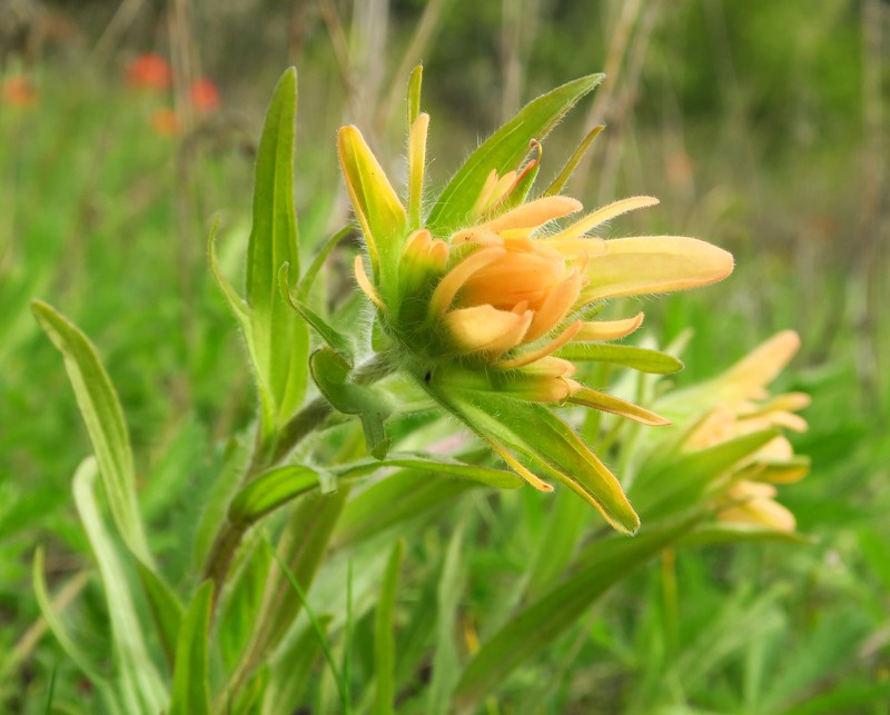 Castilleja hispida var. acuta photo 4