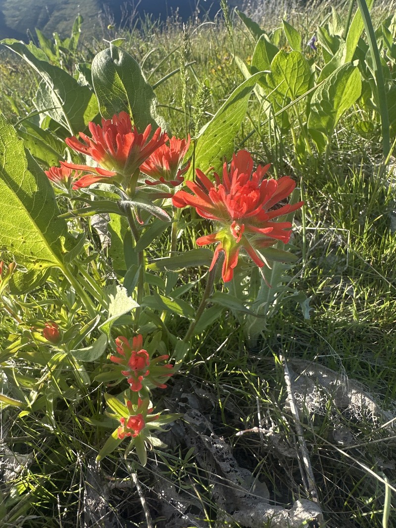 Castilleja hispida var. acuta photo 5