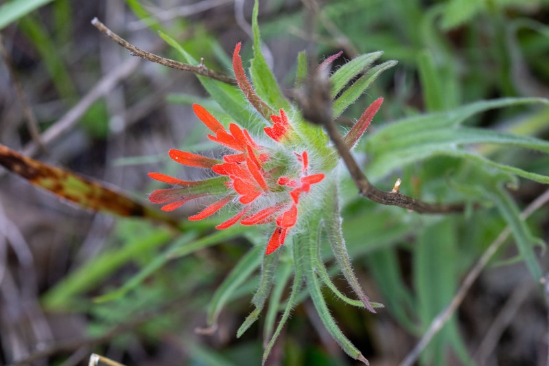 Castilleja hispida var. acuta photo 6