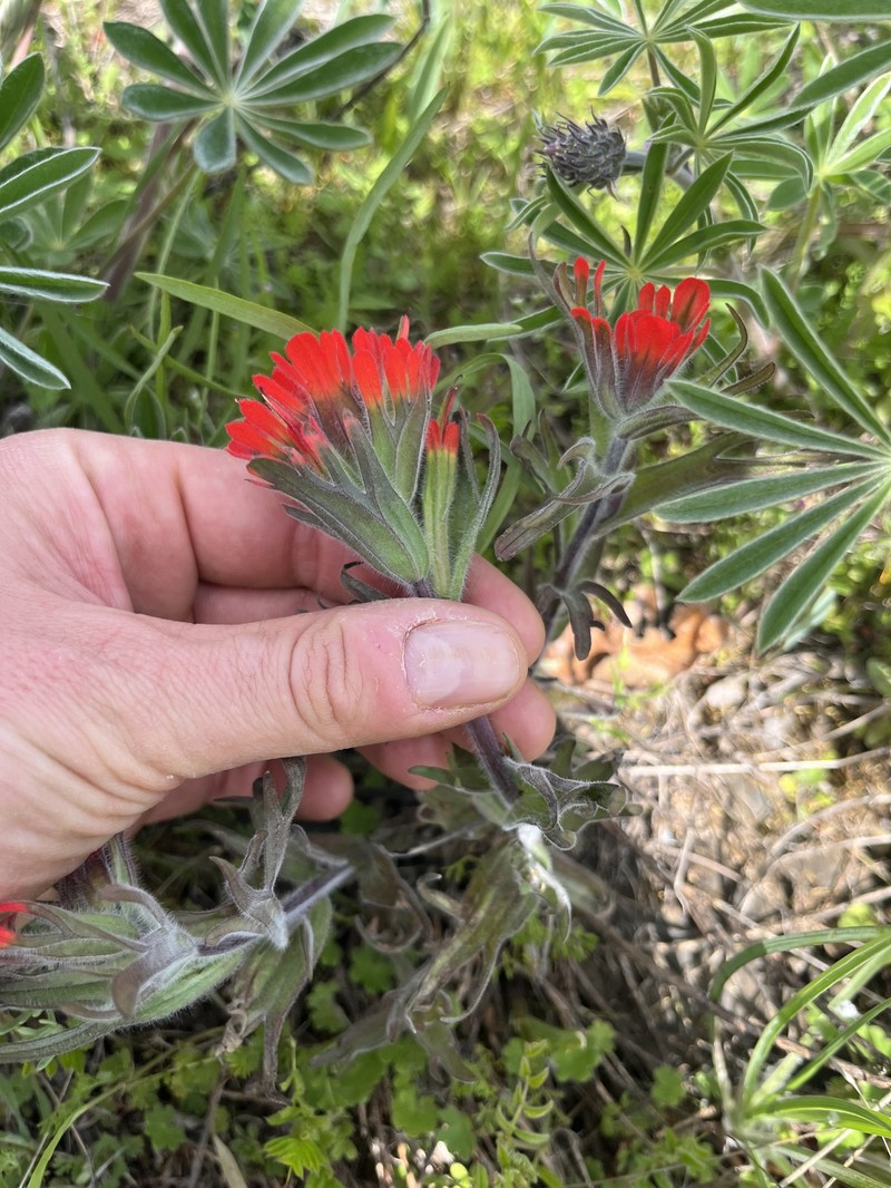 Castilleja hispida var. acuta photo 7