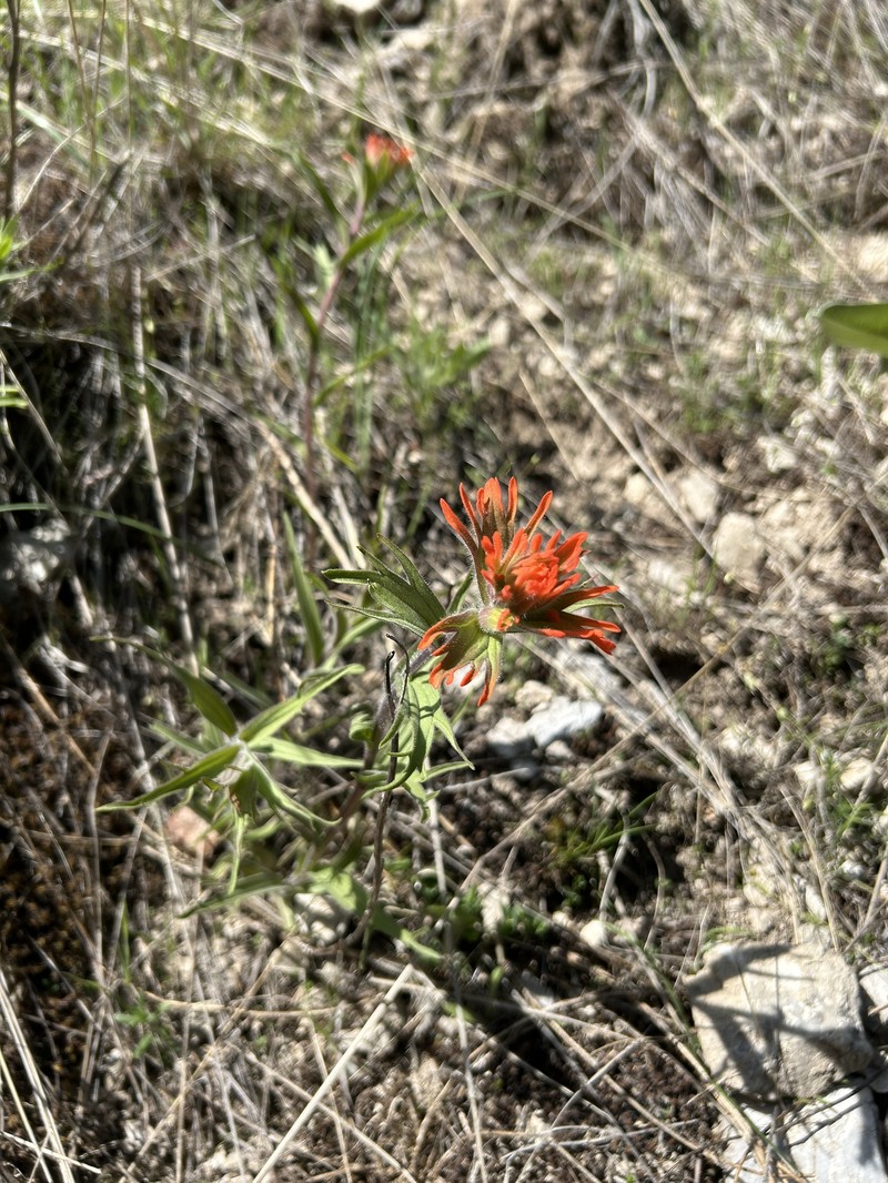 Castilleja hispida var. acuta photo 8