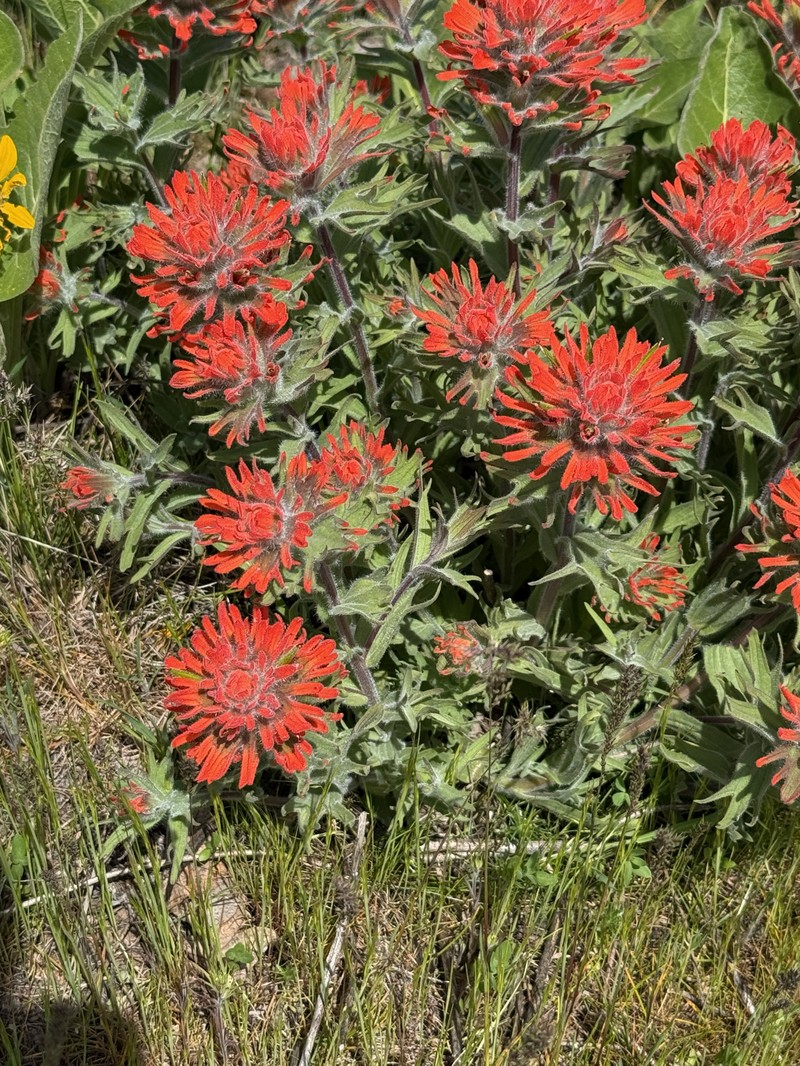 Castilleja hispida var. hispida
