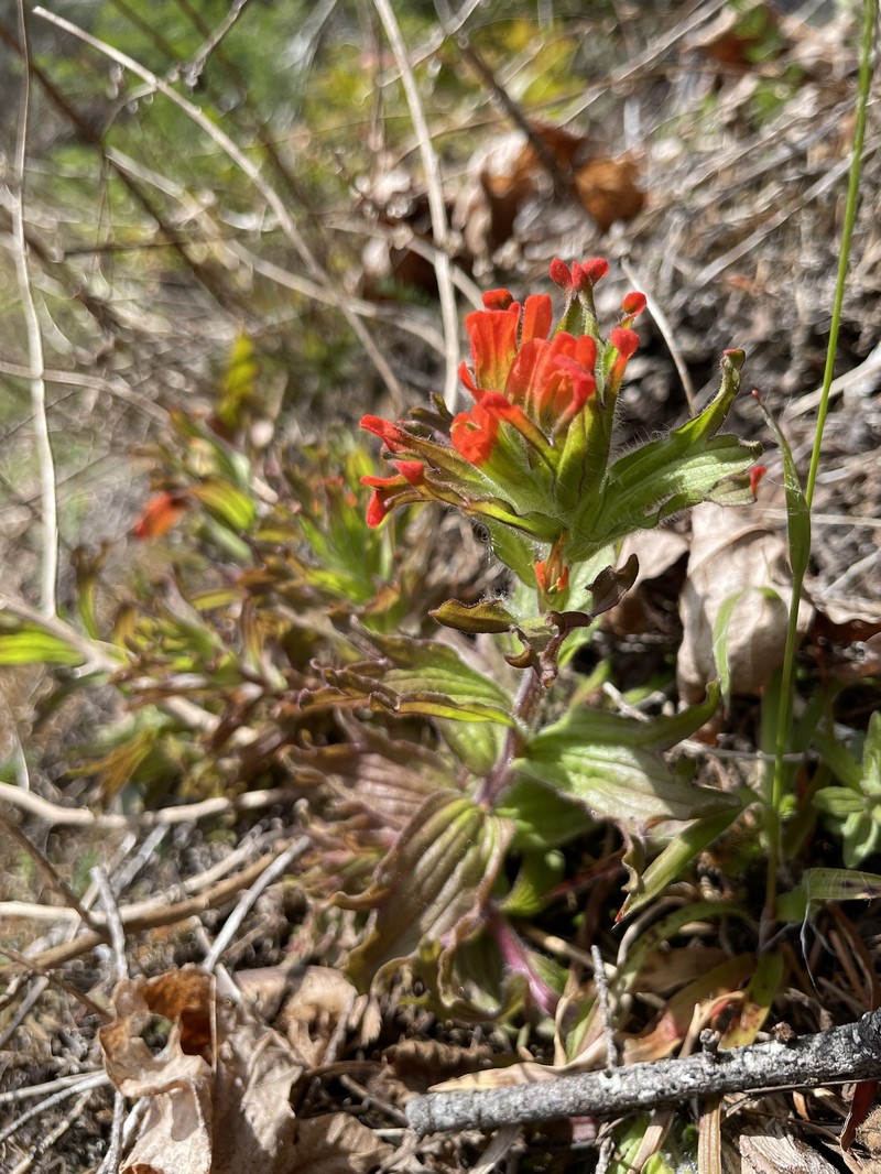 Castilleja hispida var. hispida photo 2