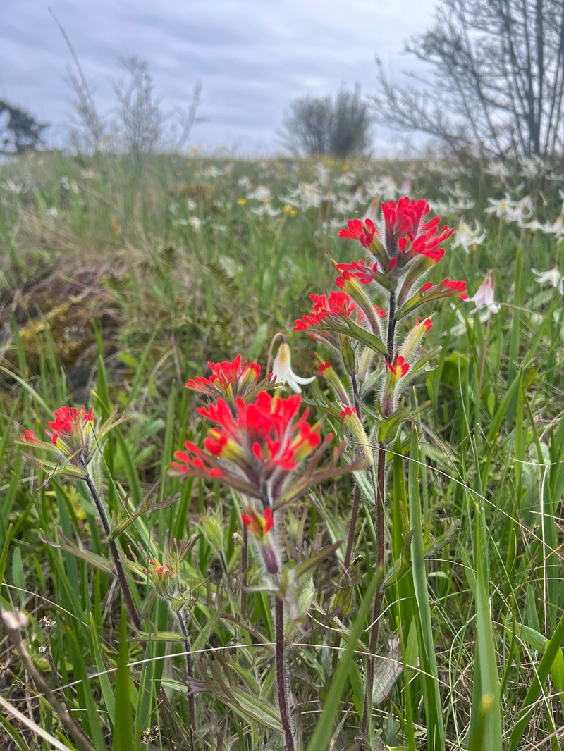 Castilleja hispida var. hispida photo 3