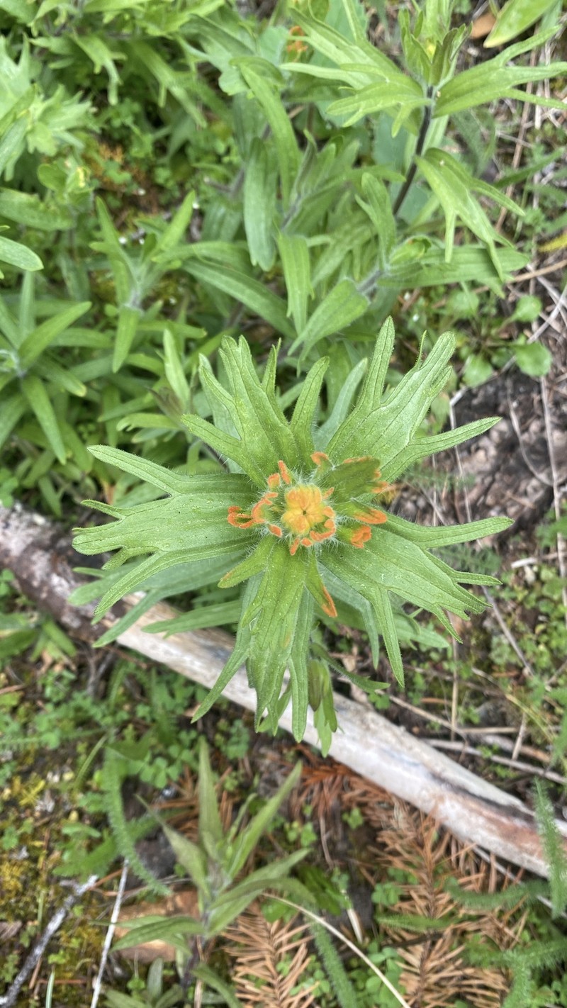 Castilleja hispida var. hispida photo 4