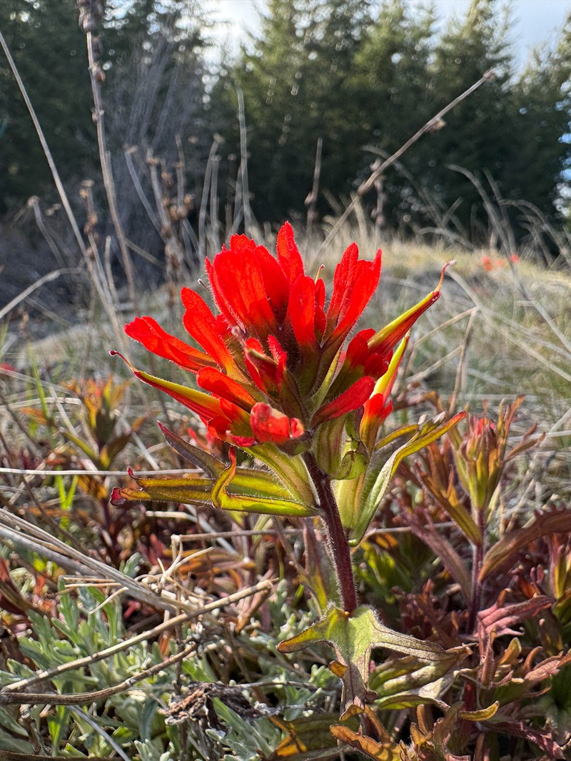Castilleja hispida var. hispida photo 5