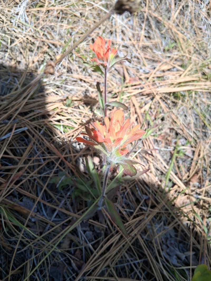 Castilleja hispida var. hispida photo 6