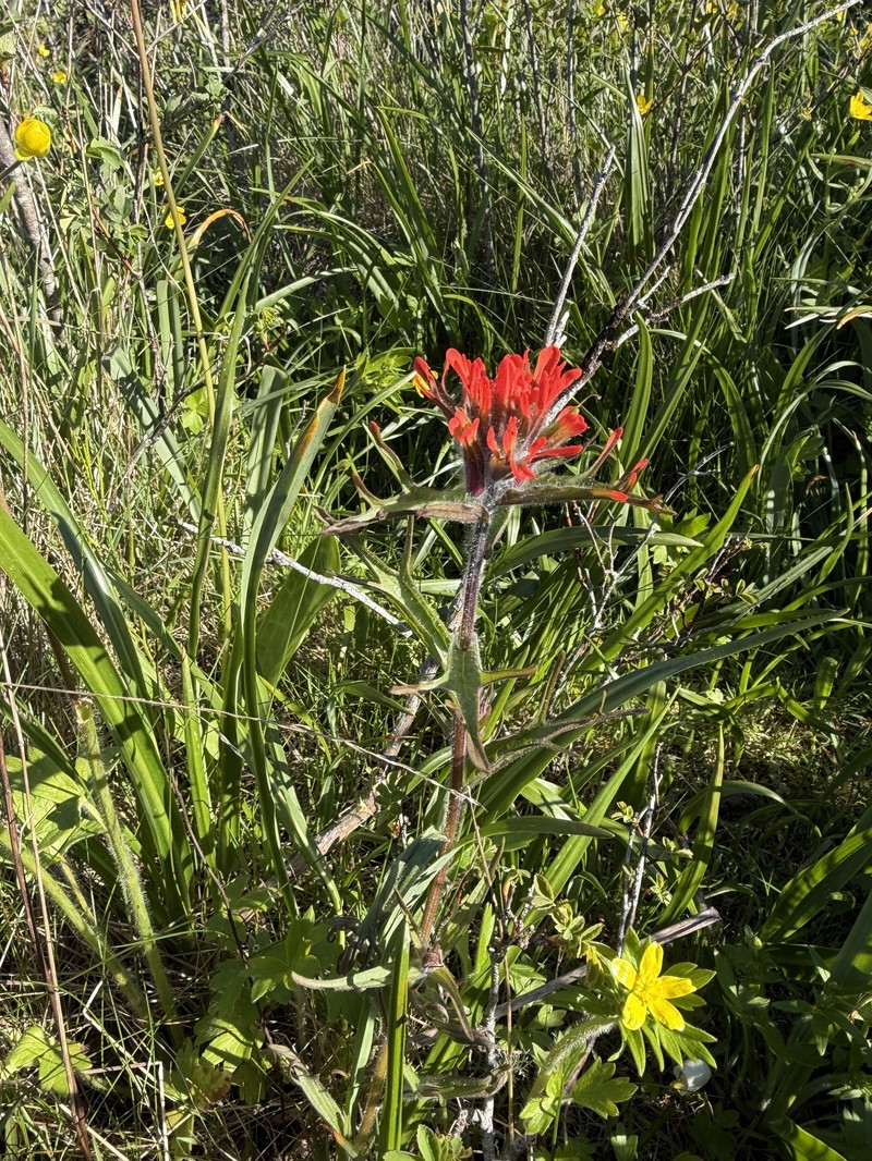 Castilleja hispida var. hispida photo 7