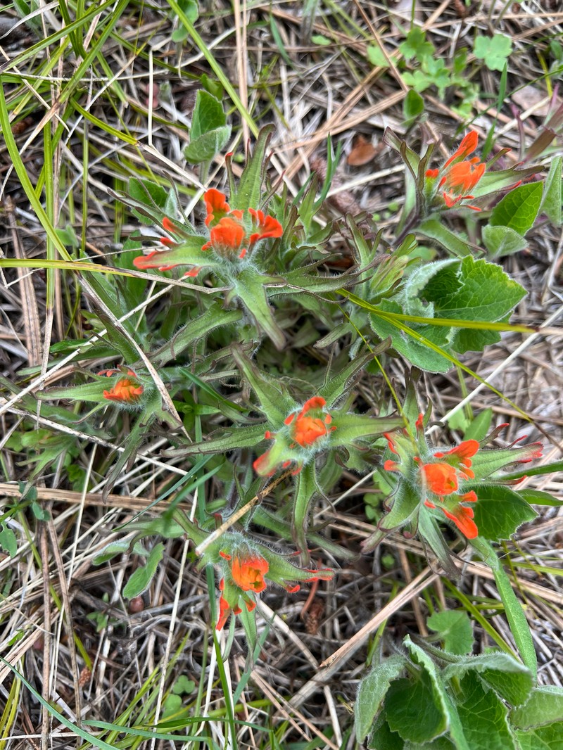 Castilleja hispida var. hispida photo 8