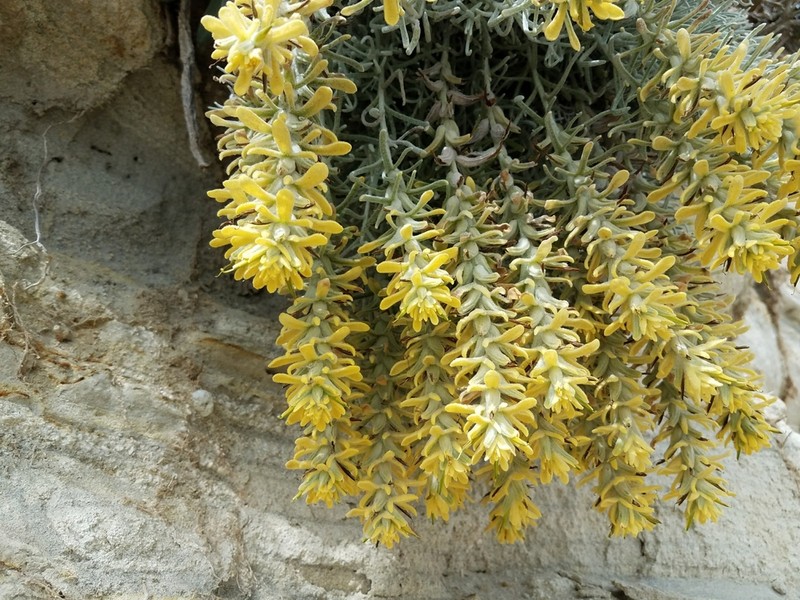 Castilleja hololeuca