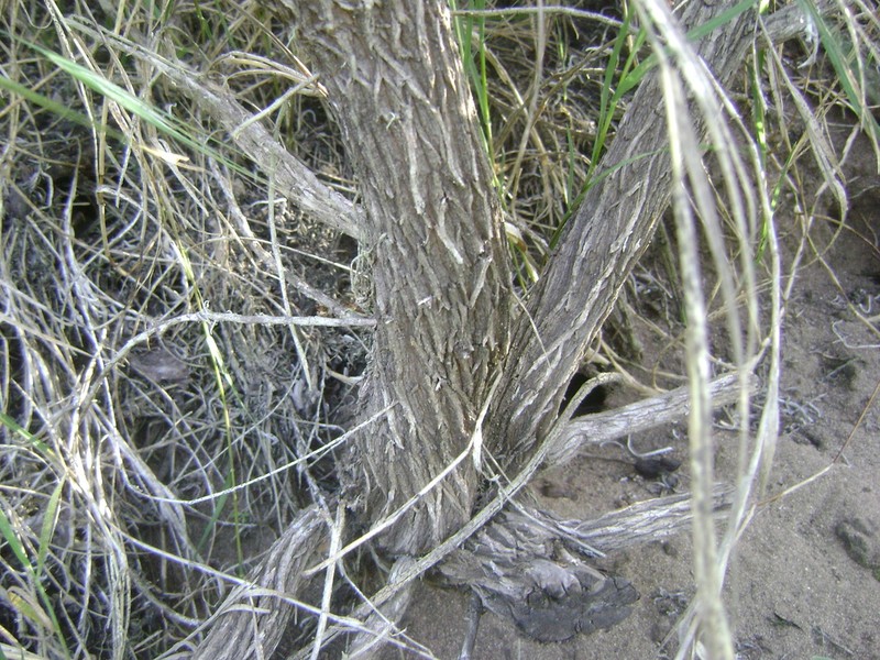 Castilleja hololeuca photo 2