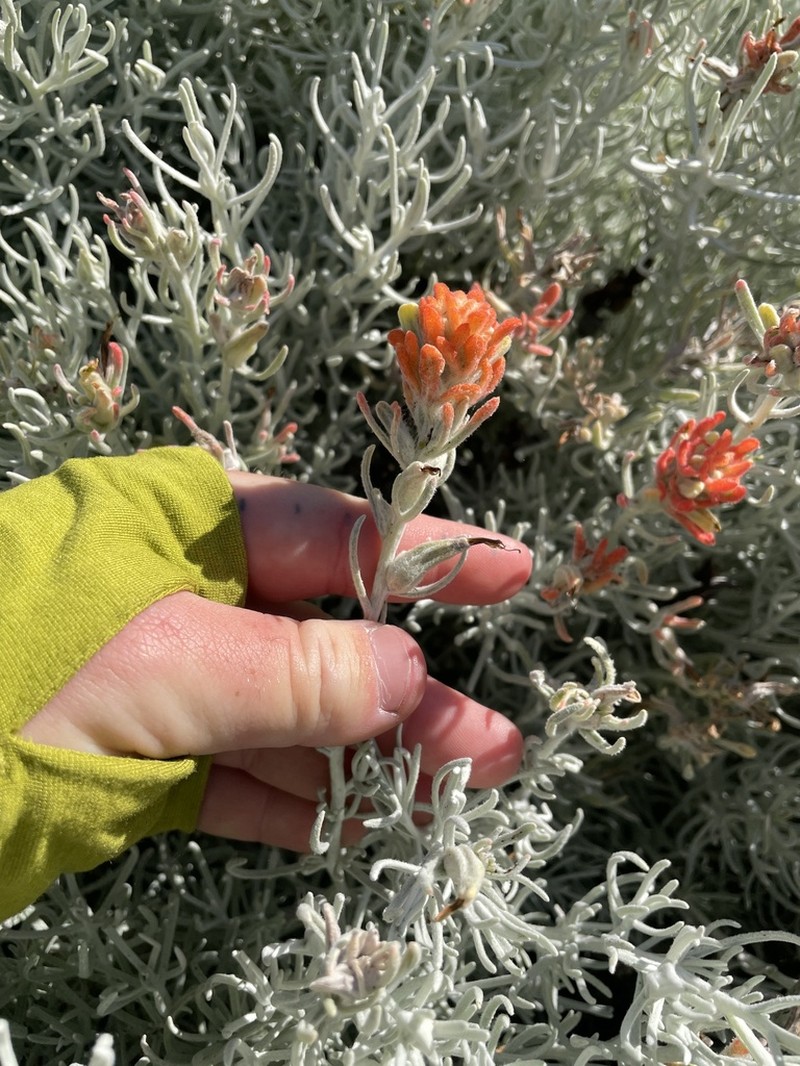 Castilleja hololeuca photo 3
