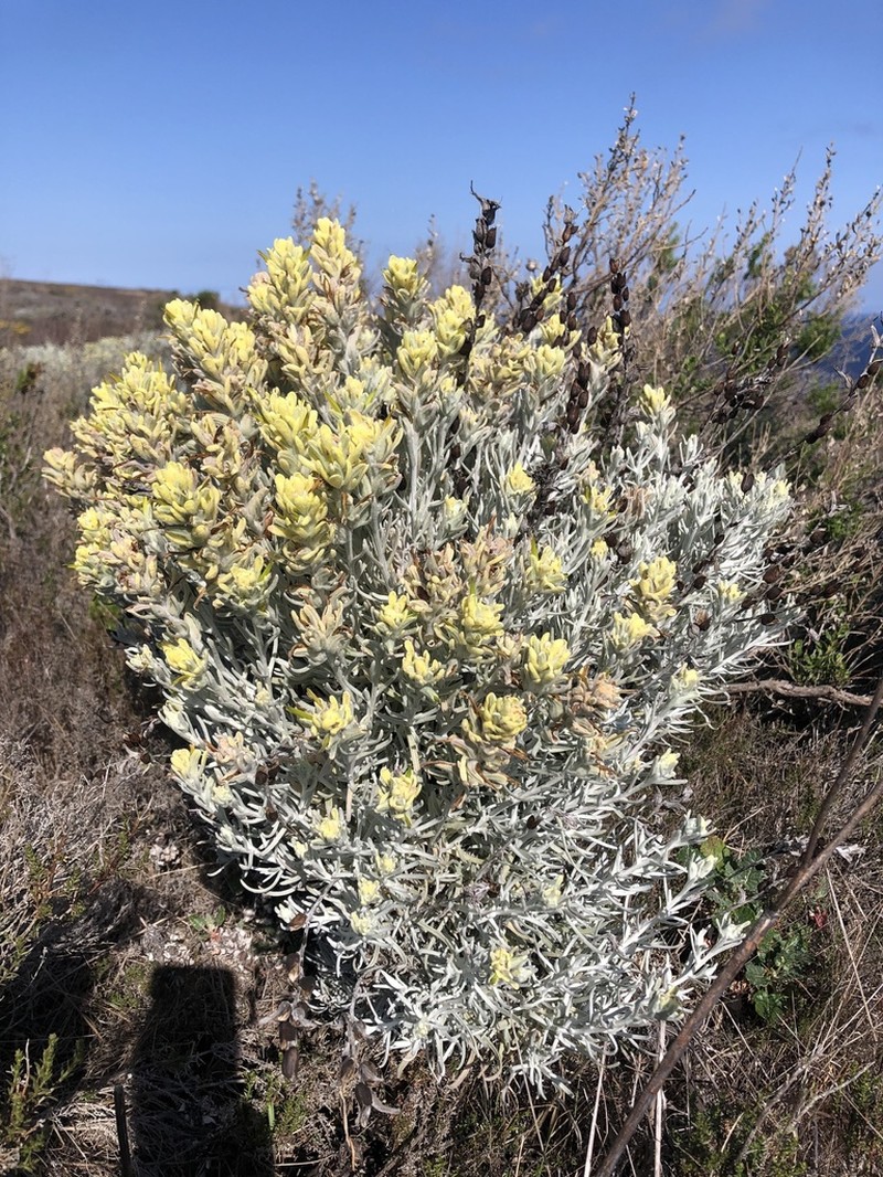 Castilleja hololeuca photo 4