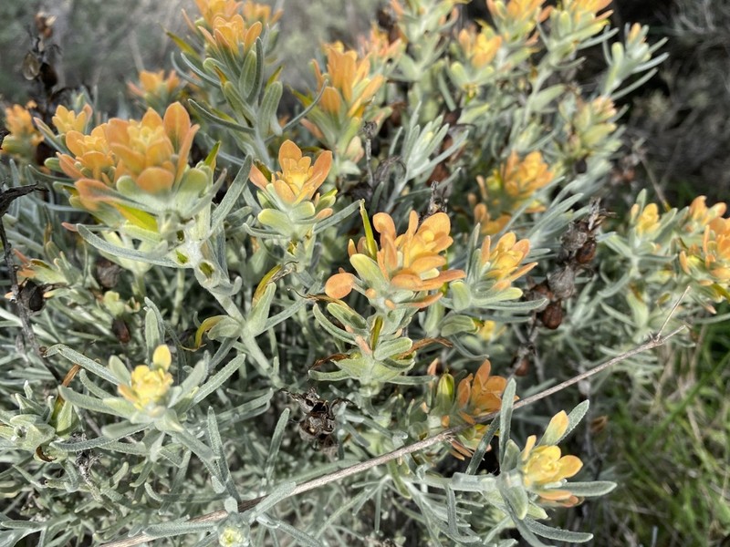 Castilleja hololeuca photo 5